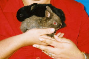 rabbits.jpg