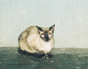 whitey-2.jpg
